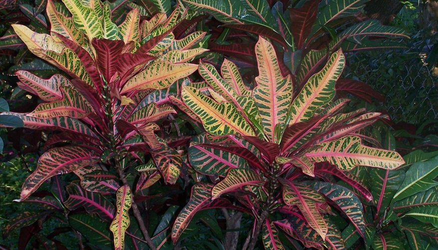 Croton Croton