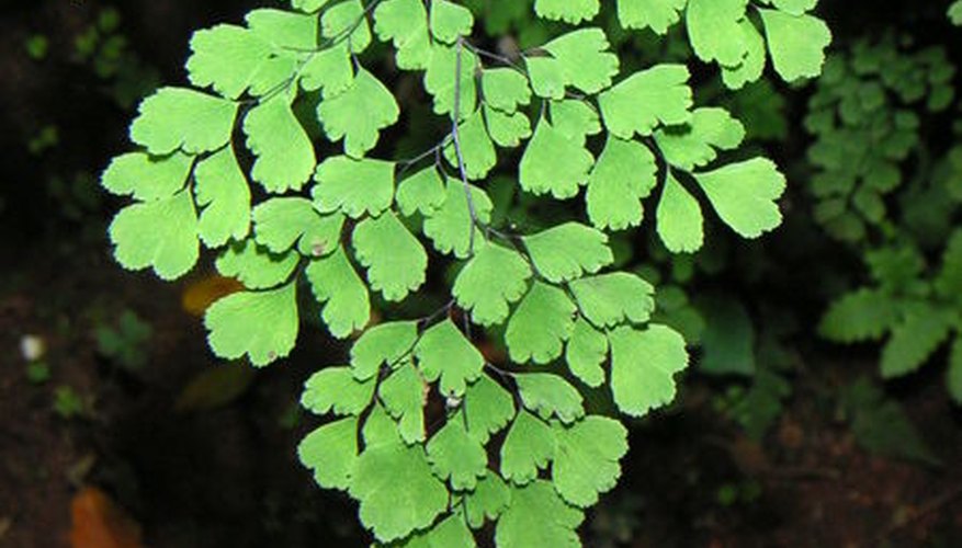 A frond of maidenhair fern A frond of maidenhair fern