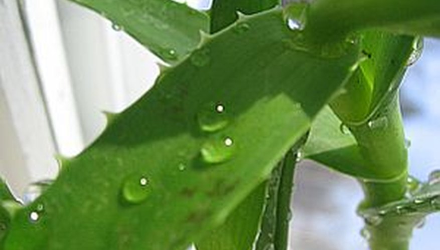 Growing new aloe vera plants from a cutting is a simple process Growing new aloe vera plants from a cutting is a simple process