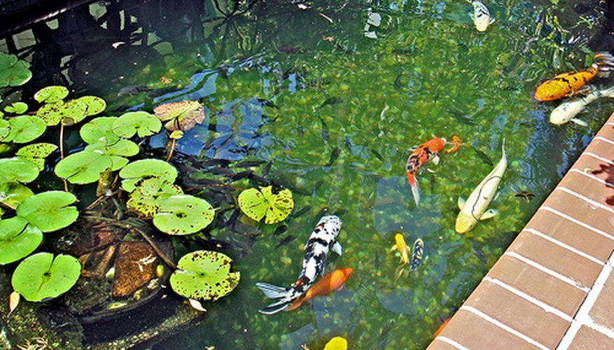 Ultraviolet lights can help keep your pond crystal clear. Ultraviolet lights can help keep your pond crystal clear.