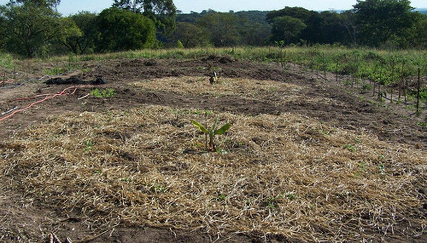 Site preparation can make the difference in garden productivity. Site preparation can make the difference in garden productivity.