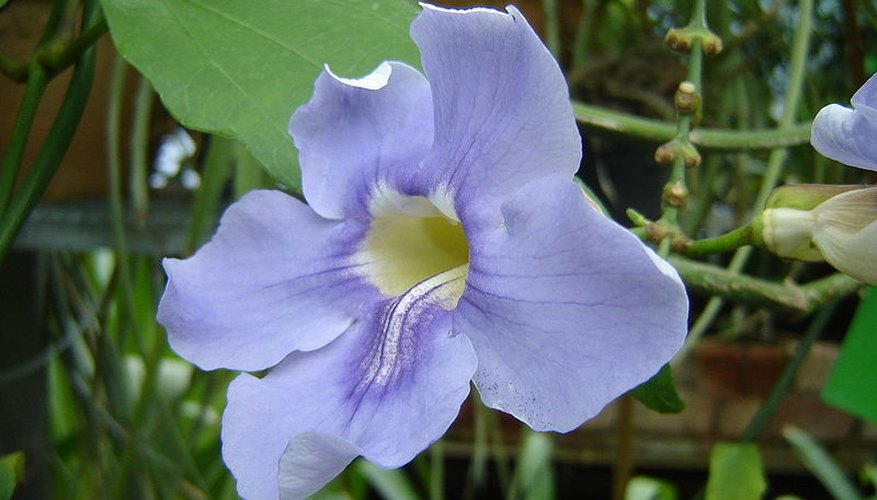 Thunbergia grandiflora in bloom. Thunbergia grandiflora in bloom.