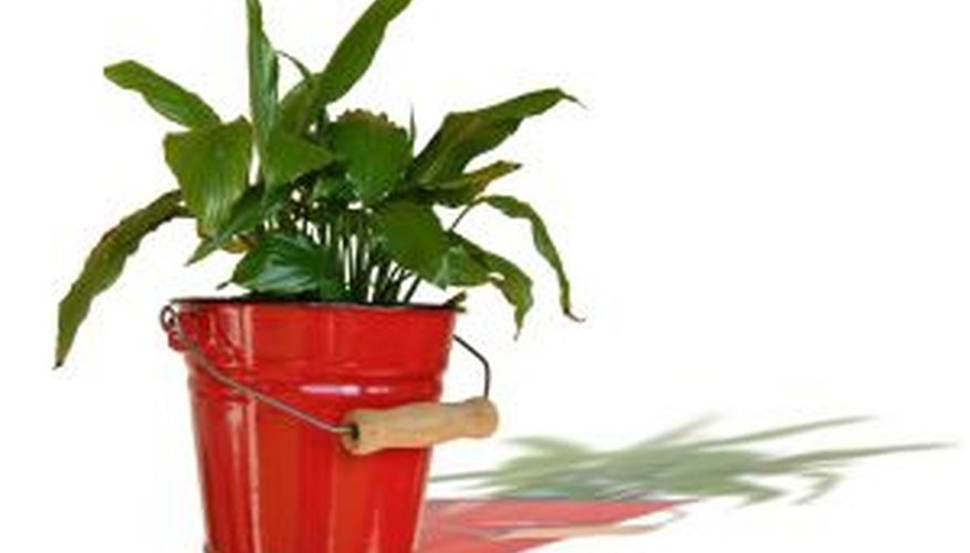 Houseplant in a red bucket container Houseplant in a red bucket container