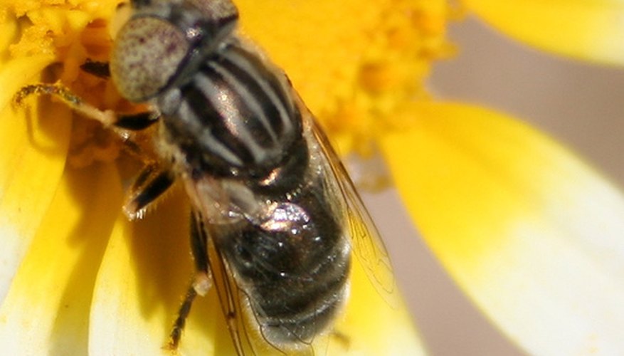 Bee Pollinating a Flower Bee Pollinating a Flower