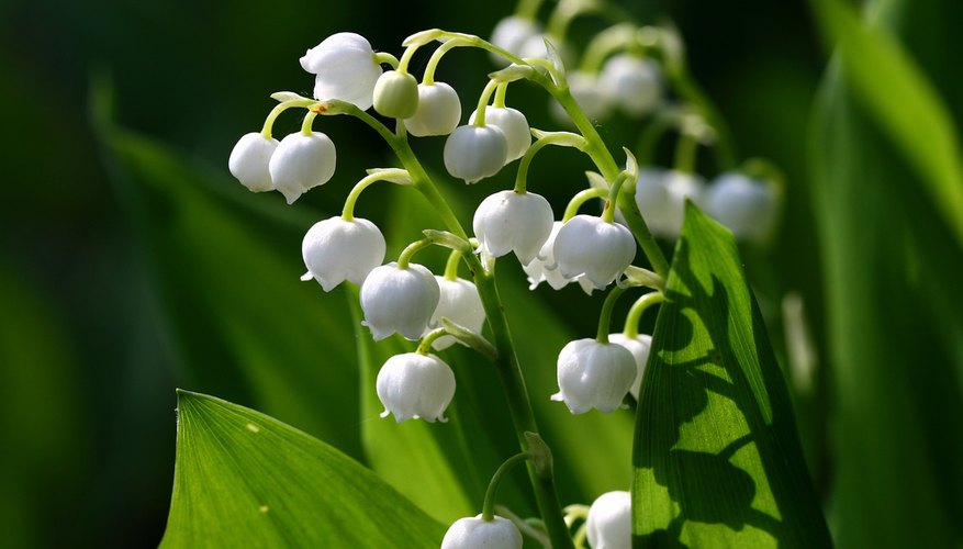 Fragrant, delicate lily of the valley Fragrant, delicate lily of the valley