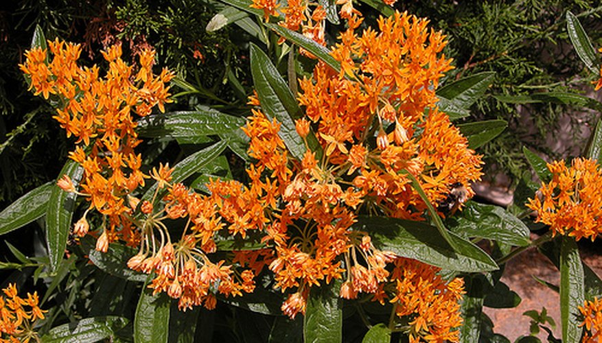 The flowers of butterfly weed attract Monarch butterflies. The flowers of butterfly weed attract Monarch butterflies.