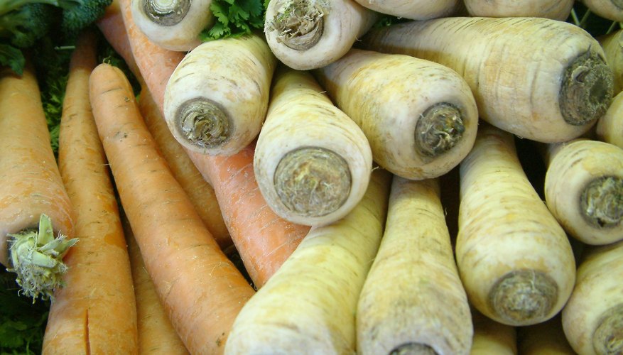 Parsnips are harvested in cool weather Parsnips are harvested in cool weather
