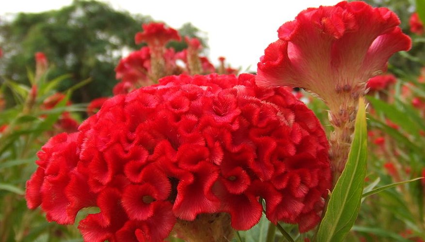 Red cockscomb in bloom. Red cockscomb in bloom.