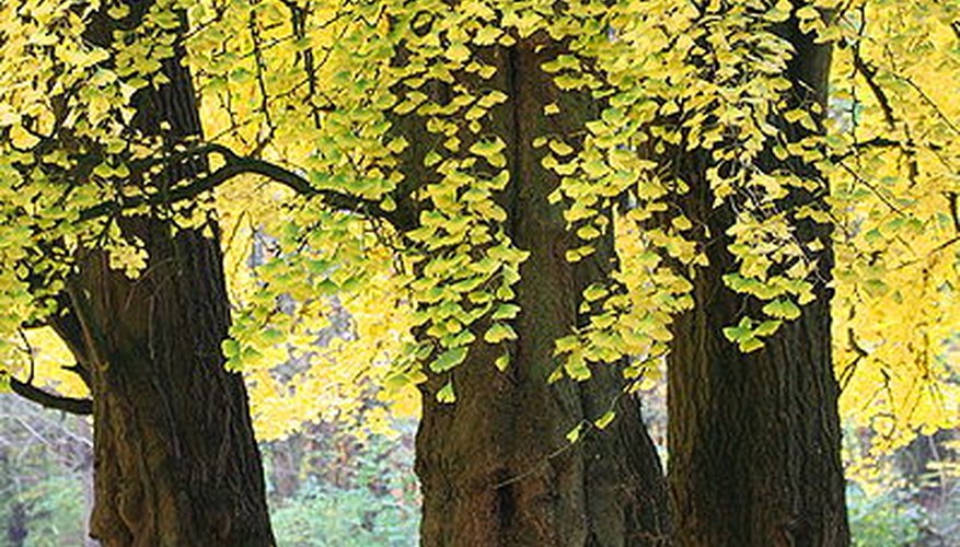 Mature Ginko Biloba tree. Mature Ginko Biloba tree.