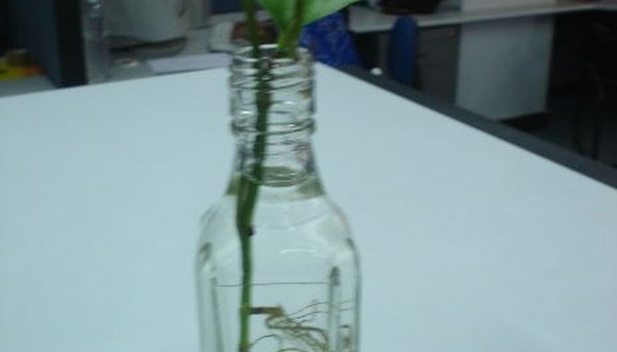 Cuttings root quickly in water. Cuttings root quickly in water.