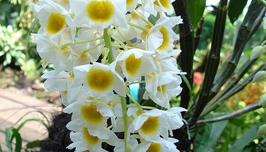 Dendrobium 'farmeri' orchid in full bloom. Dendrobium 'farmeri' orchid in full bloom.