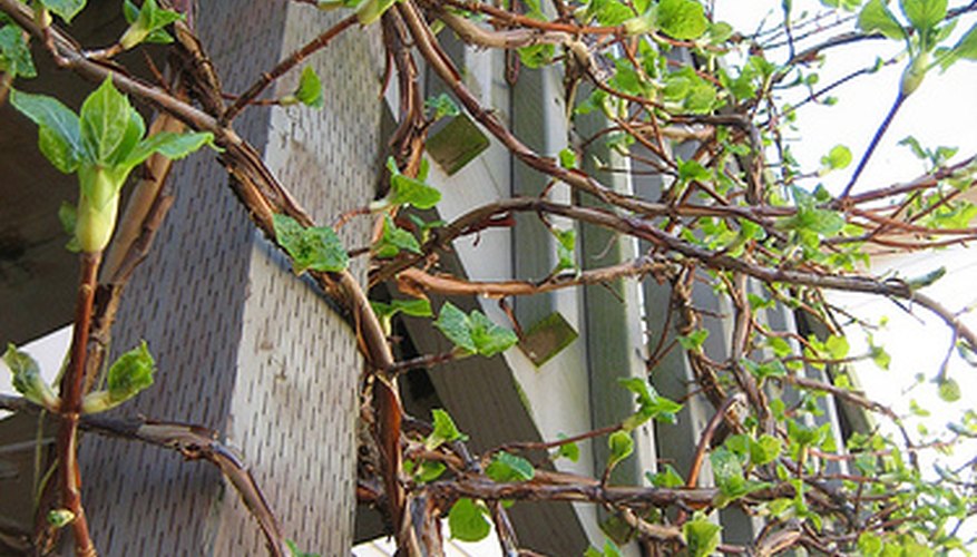 Climbing hydrangea produces small white flowers in spring. Climbing hydrangea produces small white flowers in spring.