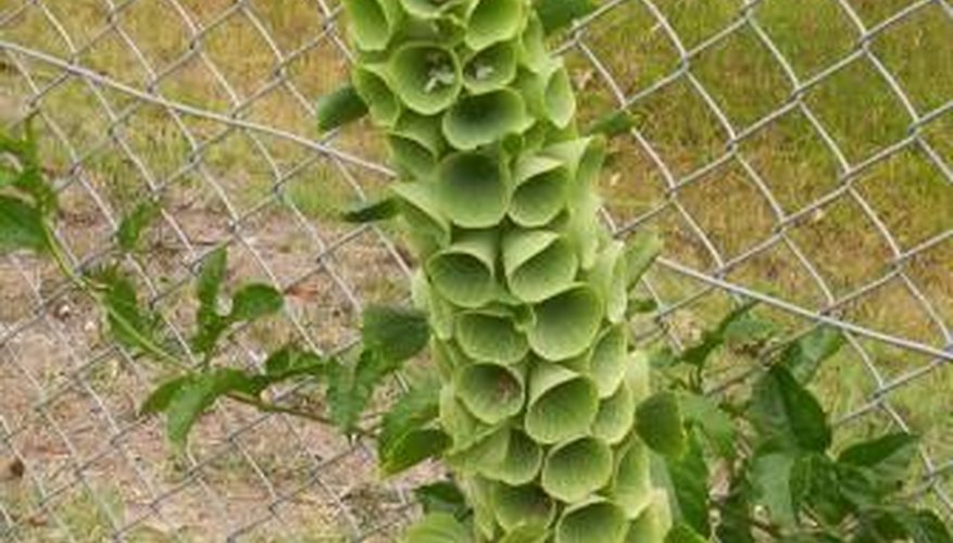 Stalk of Molluca laevis, or bells of Ireland, in bloom Stalk of Molluca laevis, or bells of Ireland, in bloom