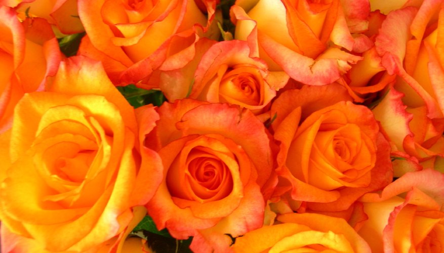 Fall Roses Fall Roses