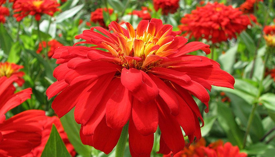 Zinnia flowers are large and colorful. Zinnia flowers are large and colorful.