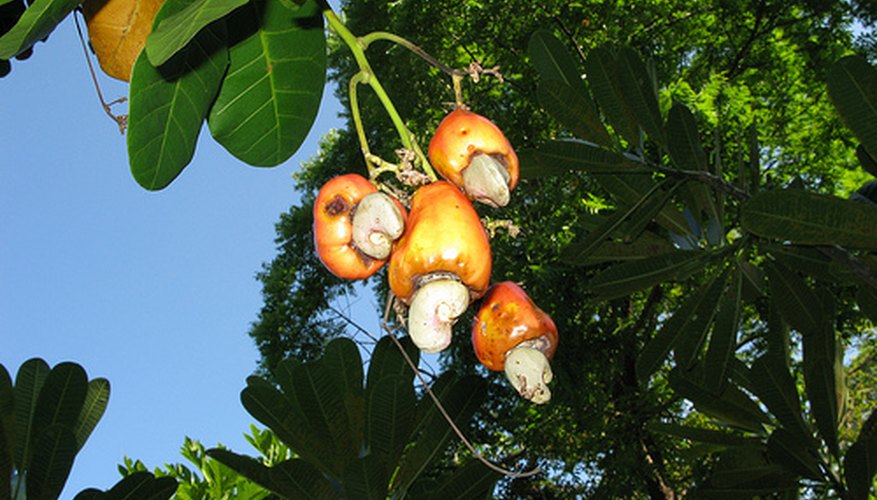 Cashews ready for harvest Cashews ready for harvest