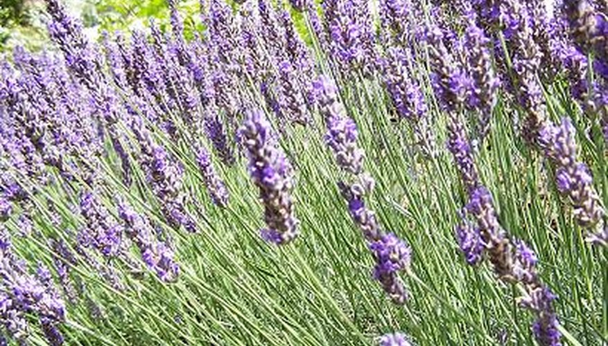 Lavender Lavender