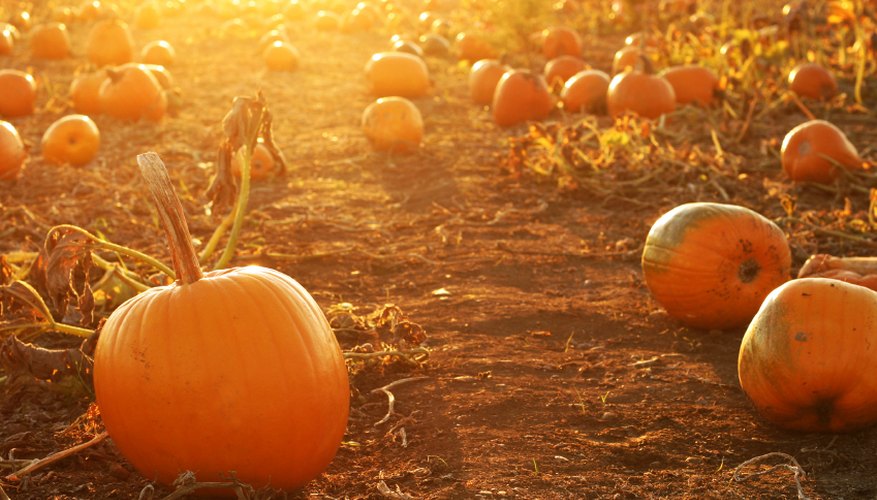 Pumpkins waiting for harvest Pumpkins waiting for harvest