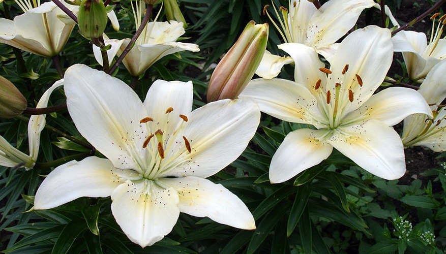 Asiatic lilies in bloom Asiatic lilies in bloom