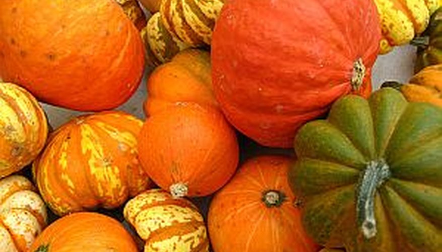 Freshly harvested winter squash Freshly harvested winter squash