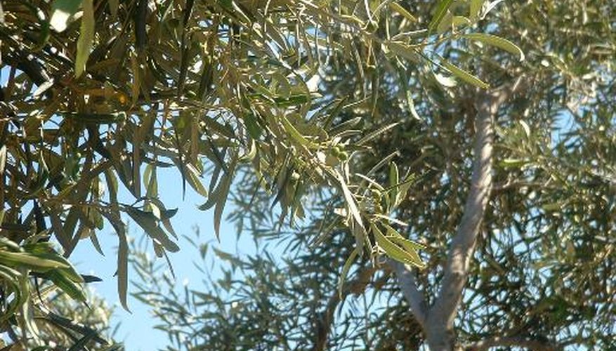 Olive tree Olive tree