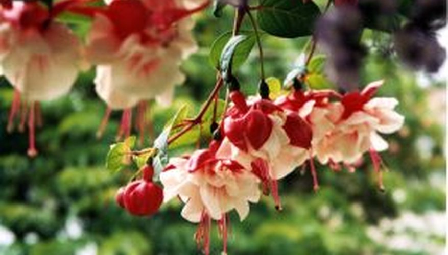 Fuchsias are often grown in hanging baskets. Fuchsias are often grown in hanging baskets.