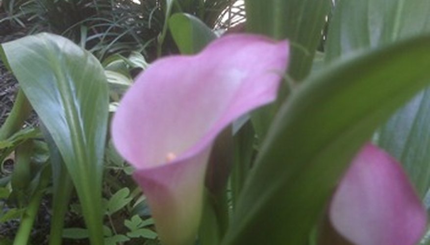Calla lily Calla lily