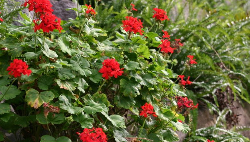 Geraniums bloom profusely. Geraniums bloom profusely.