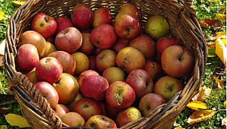 Freshly harvested apples in a bushel basket Freshly harvested apples in a bushel basket