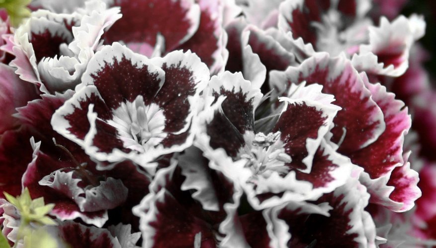 Variegated Dwarf Carnations Variegated Dwarf Carnations