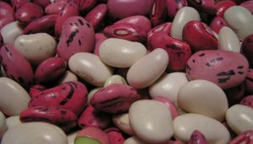 Grow fresh or dried beans easily. Grow fresh or dried beans easily.