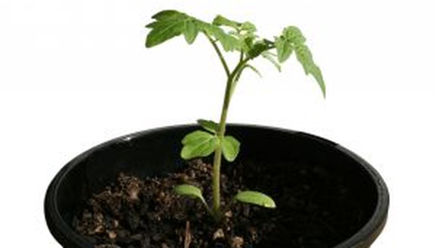 Thoughtful planning is the first real step in growing a successful vegetable garden. Thoughtful planning is the first real step in growing a successful vegetable garden.