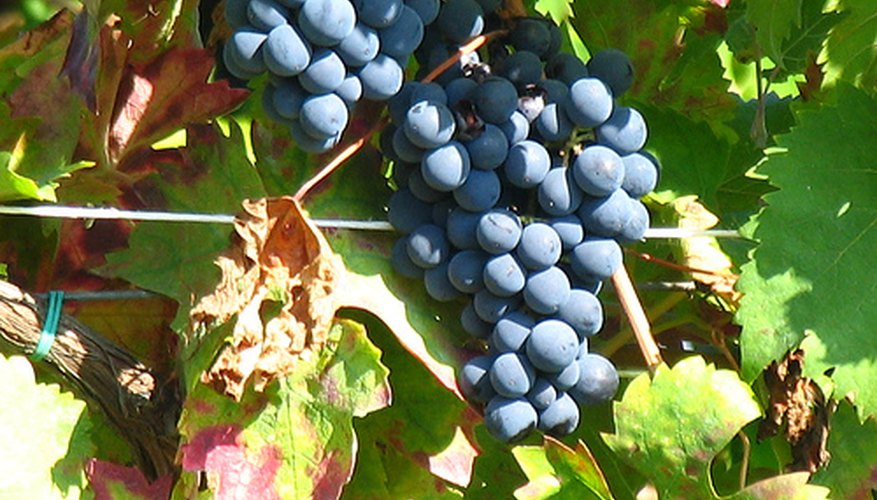 Grapes on the vine Grapes on the vine