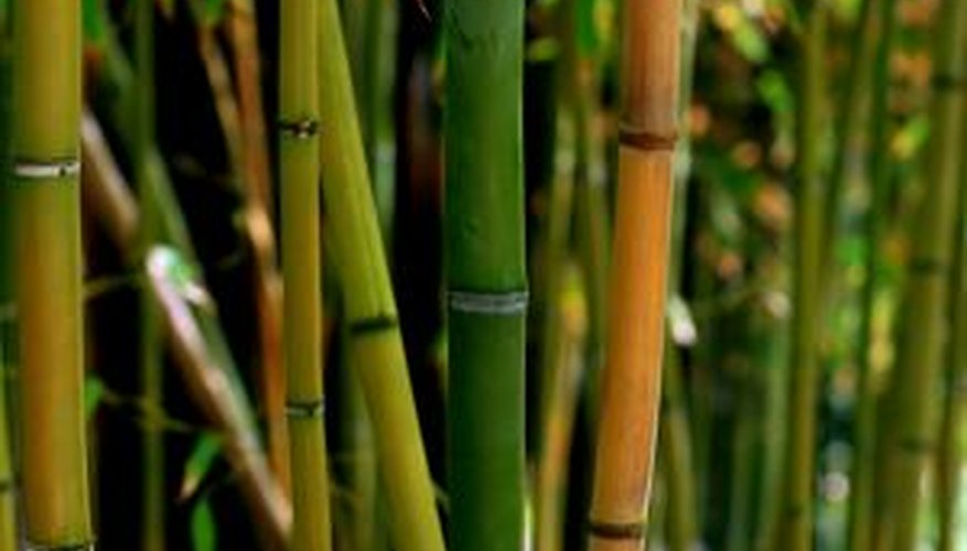 Bamboo generally grows in clumps. Bamboo generally grows in clumps.