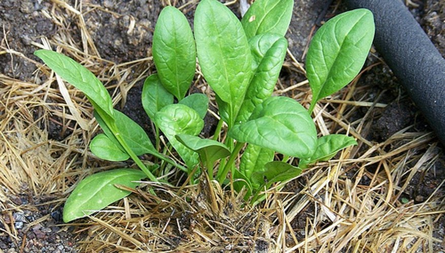 Spinach leaves are rich in iron and calcium. Spinach leaves are rich in iron and calcium.