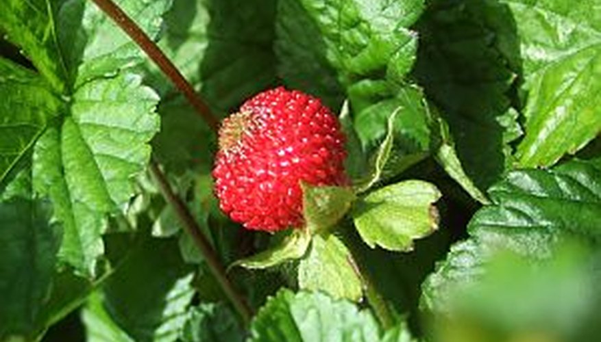 A strawberry, ready for harvest A strawberry, ready for harvest
