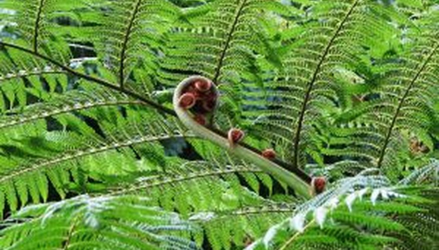 Fern fronds add texture to your landscaping. Fern fronds add texture to your landscaping.