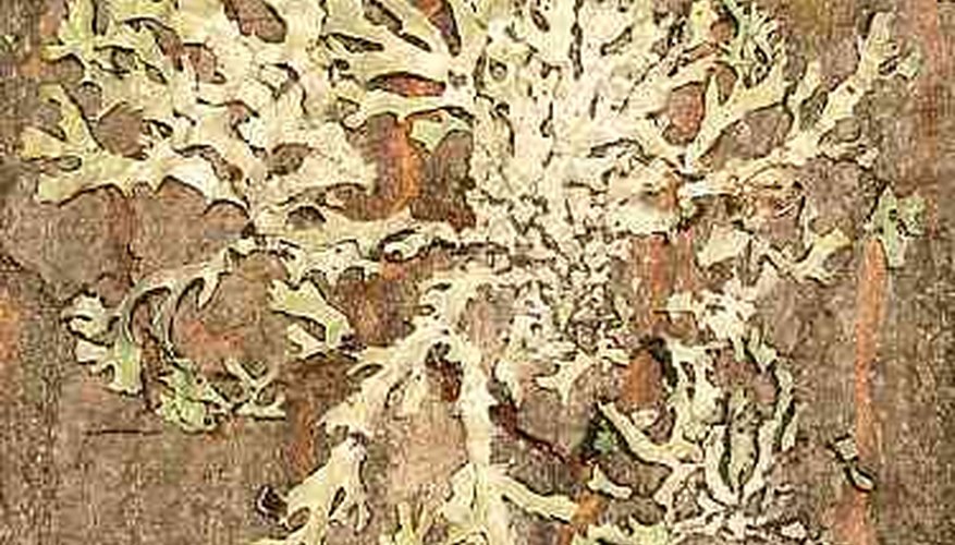 Treeflute lichen Treeflute lichen