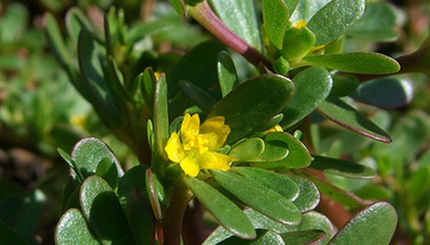Purslane makes a nutritious indoor plant. Purslane makes a nutritious indoor plant.
