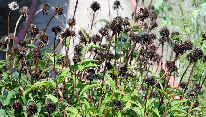 Coneflowers are great addition to any garden. Coneflowers are great addition to any garden.