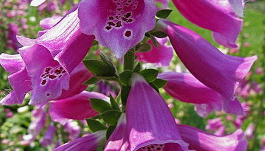 The trumpet-shaped flowers of a foxglove The trumpet-shaped flowers of a foxglove