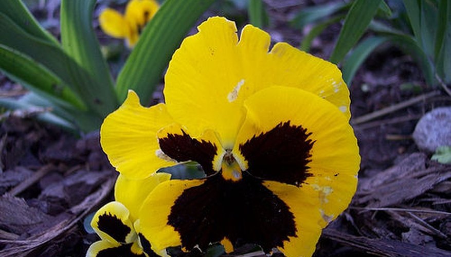 Beautiful Yellow Pansy Beautiful Yellow Pansy