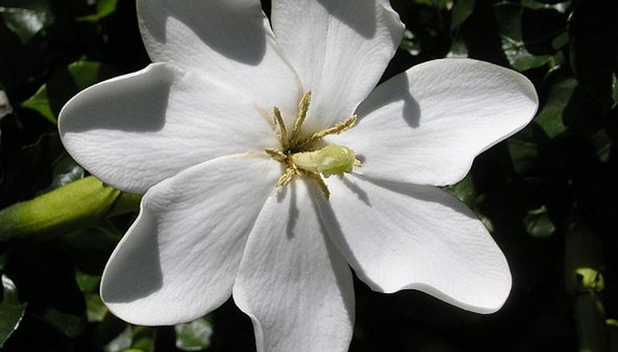 Thunbergia gardenia vine in bloom. Thunbergia gardenia vine in bloom.