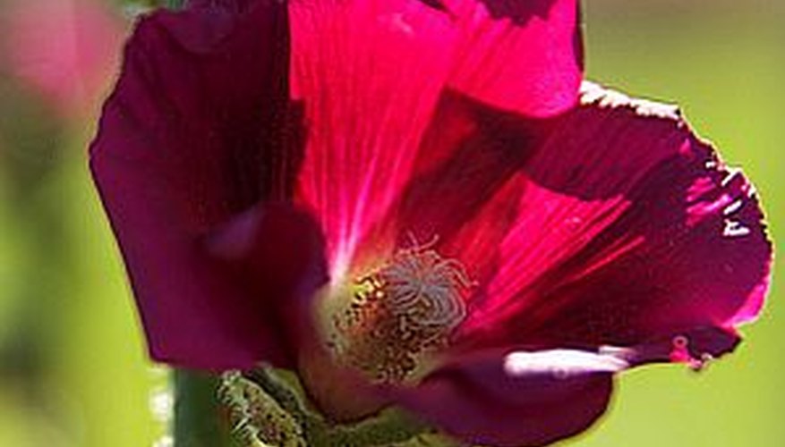 Beautiful hollyhock bloom. Beautiful hollyhock bloom.