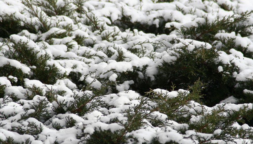 Protect shrubs from winter damage. Protect shrubs from winter damage.