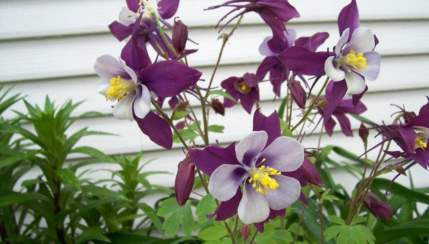 A well-planned garden always has something in bloom. A well-planned garden always has something in bloom.