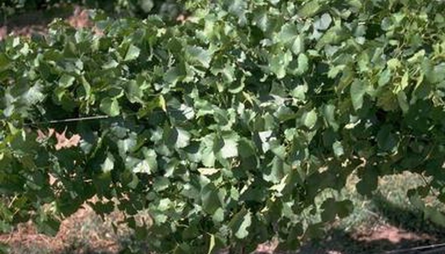 Grapevines provide delicious fruits for preserves and wines. Grapevines provide delicious fruits for preserves and wines.