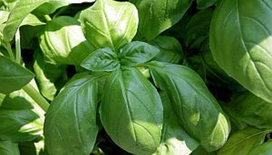 Trim a basil plant often during the growing season to encourage healthy growth Trim a basil plant often during the growing season to encourage healthy growth