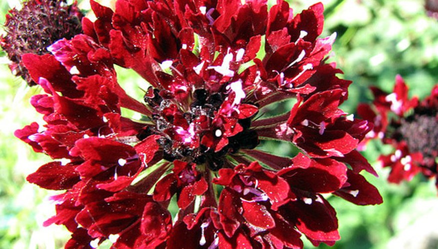 Scabiosa flowers come in a variety of colors. Scabiosa flowers come in a variety of colors.
