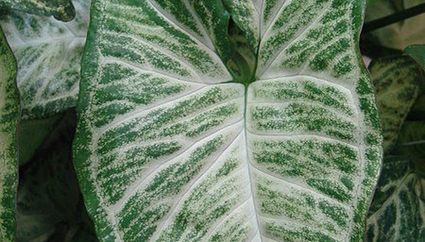 Mature Caladium leaf Mature Caladium leaf